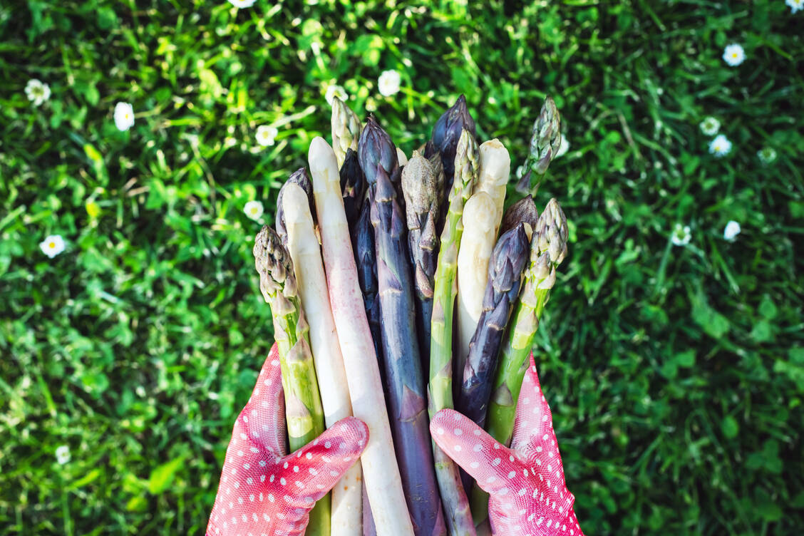 Aromatisch: Der weiße Spargel schmeckt besonders mild, die grünen und violetten Stangen sind kräftiger und würziger im Geschmack. / Foto: Adobe Stock/Ivan Kmit