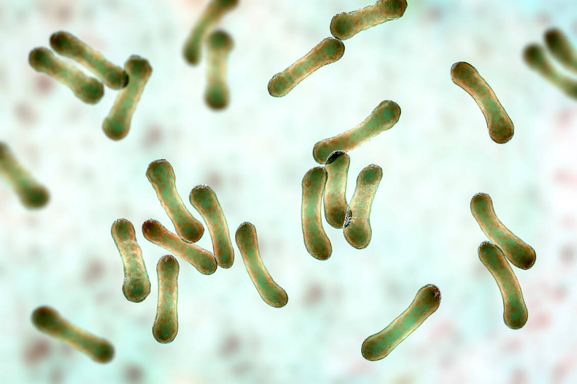 Das keulenförmige gramposistive Corynebacterium diptheriae ist der Erreger der Diphtherie. Nicht alle Stämme produzieren das krank machende Toxin.  / © Getty Images/Kateryna Kon/Science Photo Library