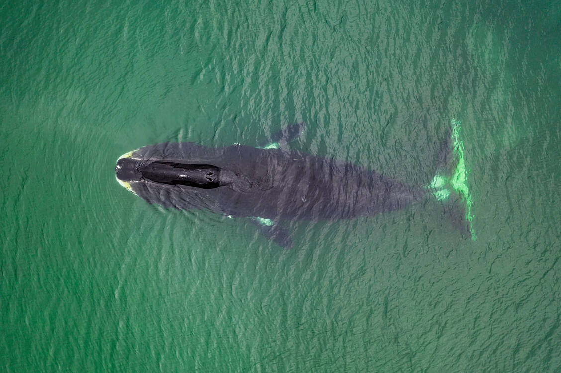 Ein großes Tier hat viele Zellen und – eigentlich – ein erhöhtes Krebsrisiko. Warum wird der Grönlandwal dennoch so alt und bekommt nicht häufiger Krebs als kleine Tiere? / © Getty Images/Wildestanimal