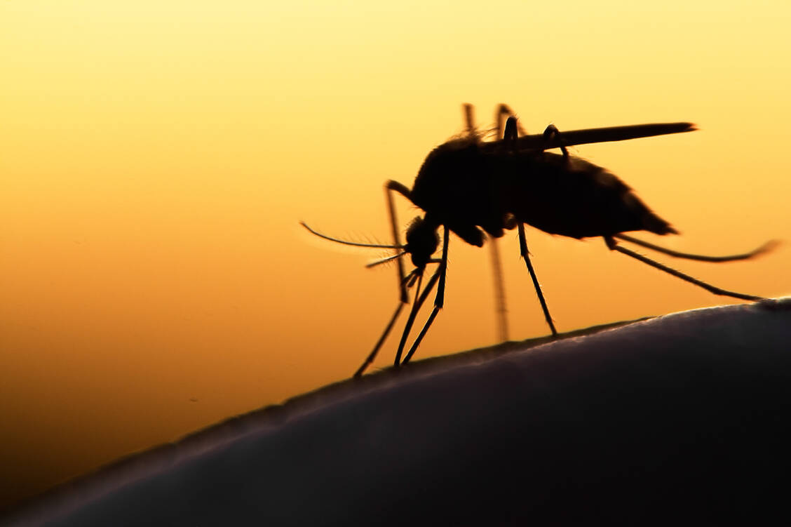 Während Menschen mit Blutgruppe Null bei Malaria einen Selektionsvorteil haben, erkranken sie oft schwerer an Cholera. / Foto: Adobe Stock/mycteria