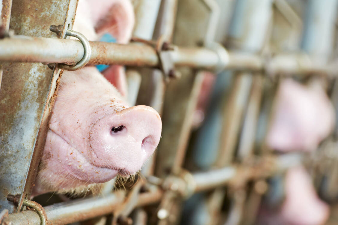Diese Variante des Schweinegrippe-Virus breitet sich in Schweinebetrieben in China schon seit 2016 aus. Gefahr bestehe, wenn sich das Virus dem Menschen besser anpassen würde. / Foto: Shutterstock/Dmitry Kalinovsky