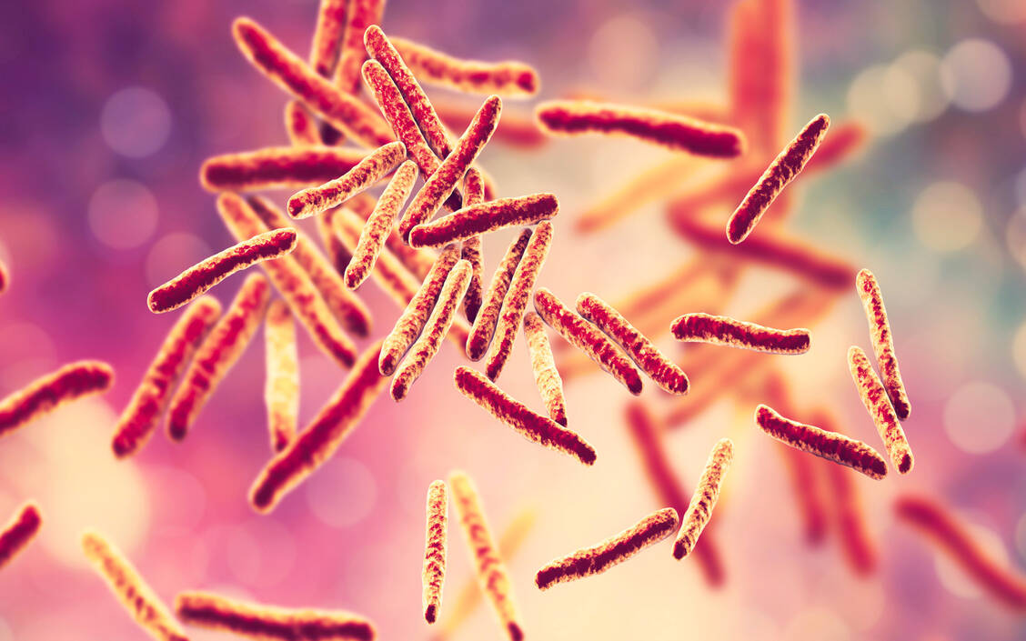 Was hier optisch ganz ansprechend daherkommt, ist der Krankheitserreger, der weltweit die meisten Menschen tötet: Mycobacterium tuberculosis. / © Adobe Stock/Dr_Microbe
