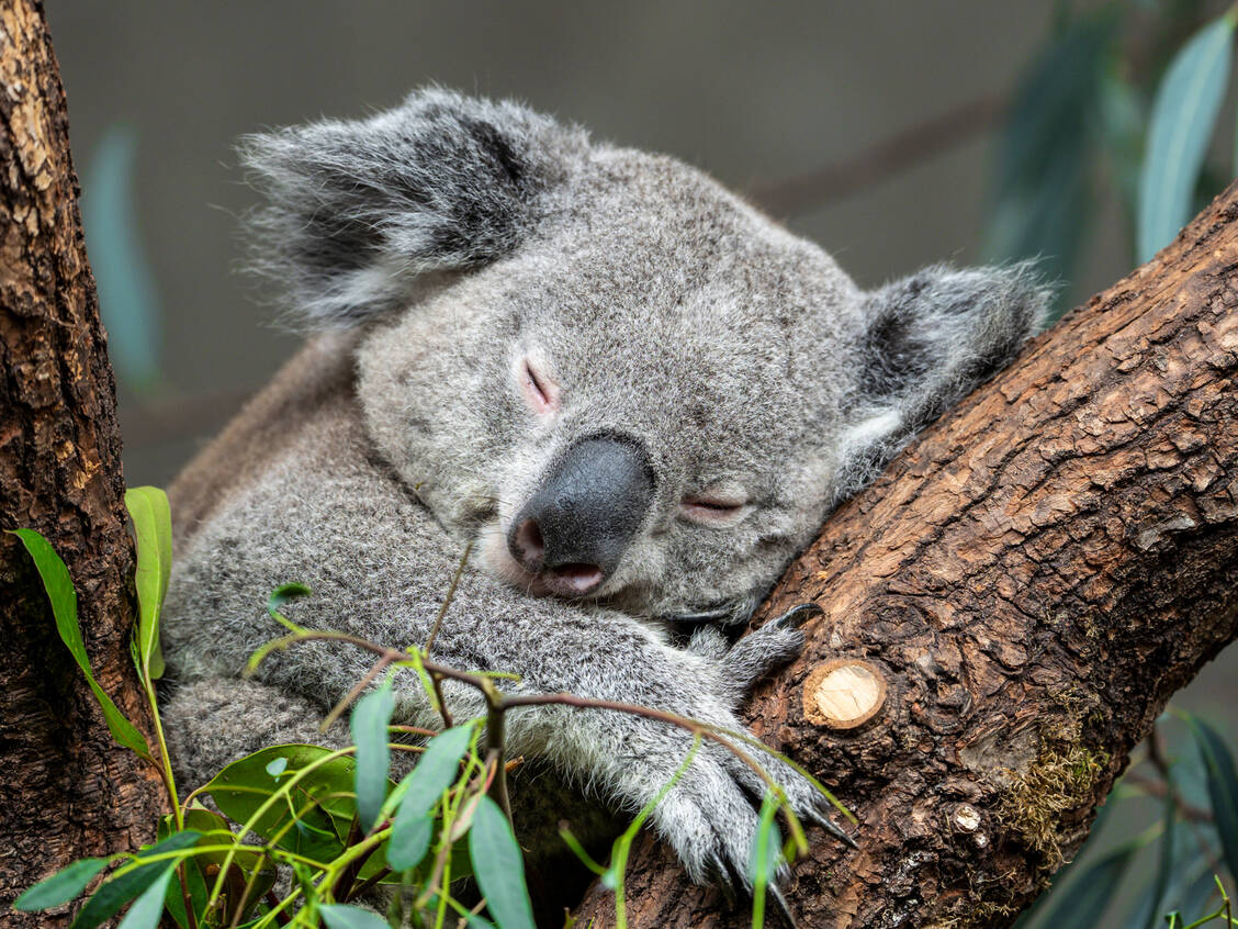 Zu viel Schlaf ist für Menschen ungesund. Nicht so für Koalas: Um Energie zu sparen, schlafen sie bis zu 20 Stunden am Tag. / Foto: Getty Images/Adrian Nydegger / 500px