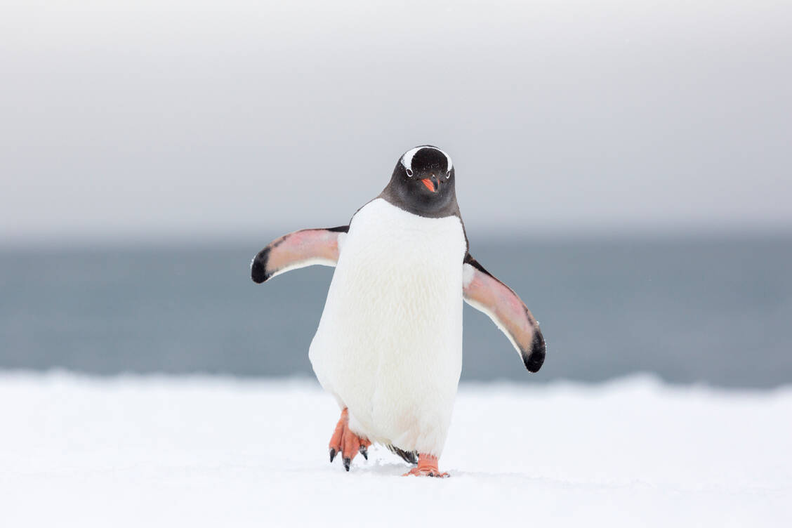Pinguine rutschen durch ihren speziellen Gang nicht so leicht aus – ein Vorbild für Menschen, die auf glatten Straßen unterwegs sind. / Foto: Getty Images/Patrick J. Endres