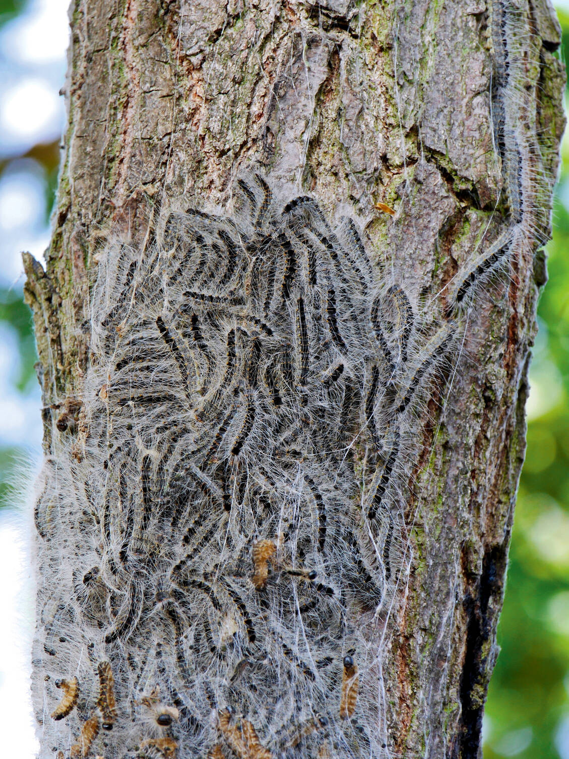 Bei diesem Anblick besser das Weite suchen. / Foto: Fotolia/Conserver
