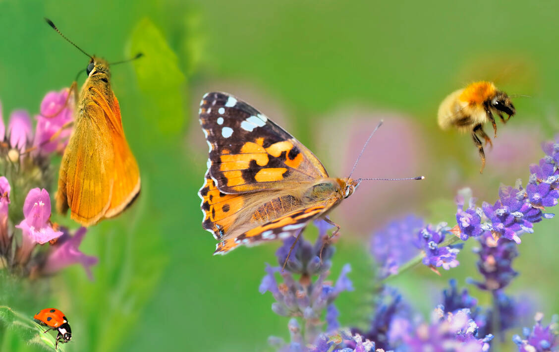 Wer ein Herz für Insekten hat, bestückt seine Blumenbeete mit Pflanzen, die ungefüllte Blüten haben. So kommen Bienen und andere Insekten besser an Nektar und Pollen heran. / Foto: Adobe Stock/coco