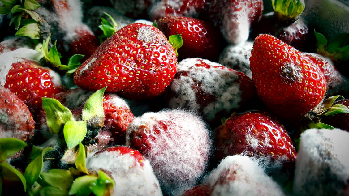 Besonders schimmelanfällig sind Lebensmittel mit hohem Wassergehalt, etwa Obst und Gemüse. / Foto: Getty Images/Rok Stritof/EyeEm