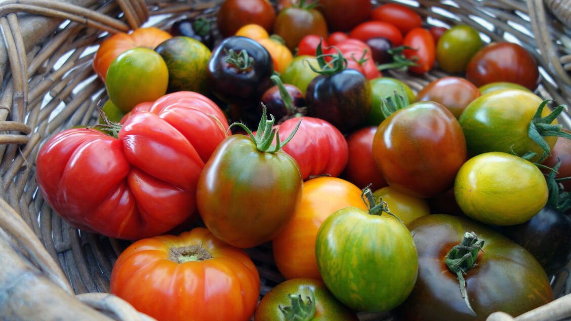 Rot, grün, gelb und lila: Die Welt der Tomaten ist bunt! / © Adobe Stock/Christian BERND