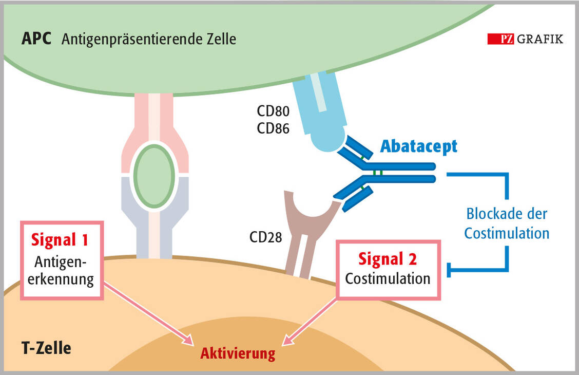 Die Grafik stellt die Wirkung von Abatacept dar. Für die Aktivierung einer T-Zelle sind zwei Signale nötig: 1. Die Erkennung eines Antigens, das von der antigenpräsentierenden Zelle APC präsentiert wird und 2. eine Costimulation über CD28 und CD80/CD86. Abatacept bindet an CD80/CD86 und blockiert das Signal, sodass die T-Zelle nicht aktiviert wird. / Foto: Stephan Spitzer