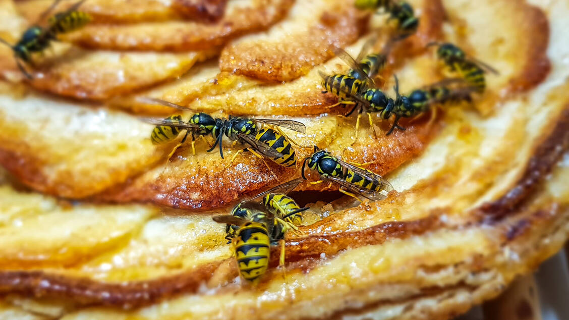Wespen lieben Süßes  – darin unterscheiden sie sich nicht von den Menschen. / Foto: Getty Images/Nicolas Garrat