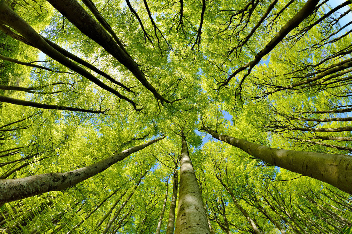 Auch wenn es anders scheint: Am Waldboden die die UV-Strahlung nur um 20 Prozent verringert. / Foto: Adobe Stock/Andreas Vitting