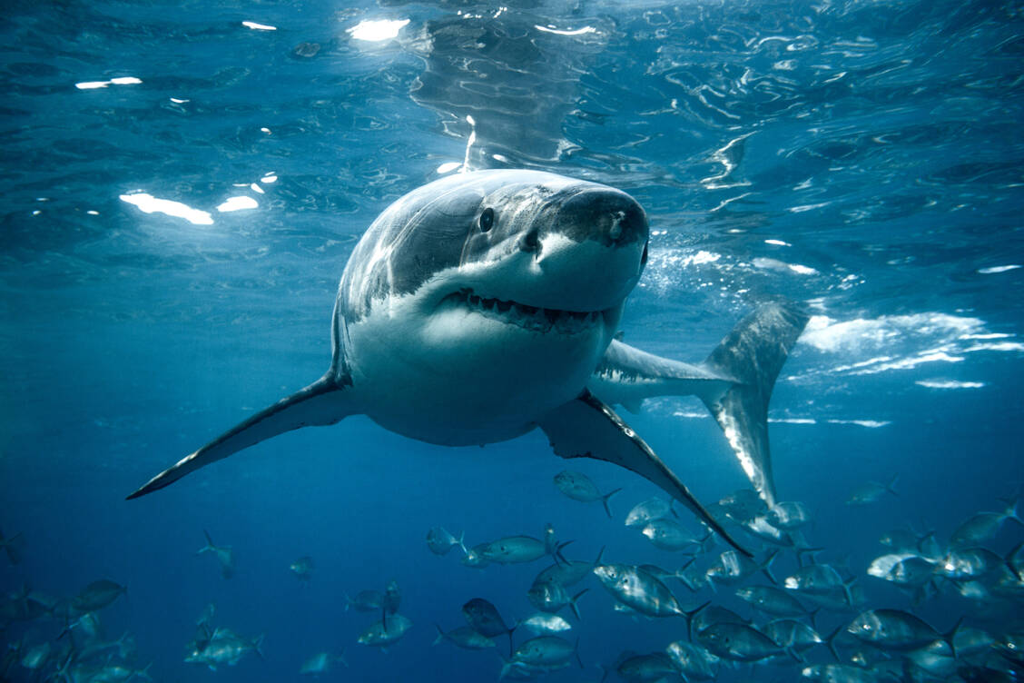 Einer der vier Menschentypen: der Hai. / © Getty Images/Nautilus Creative