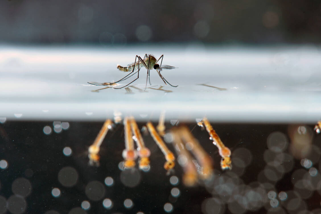 Bislang sind der Malaria klimatische Grenzen gesetzt. Doch schon kleine Temperaturunterschiede können es einigen Moskito-Arten erleichtern, sich hierzulande anzusiedeln. / Foto: Adobe Stock/ APISIT