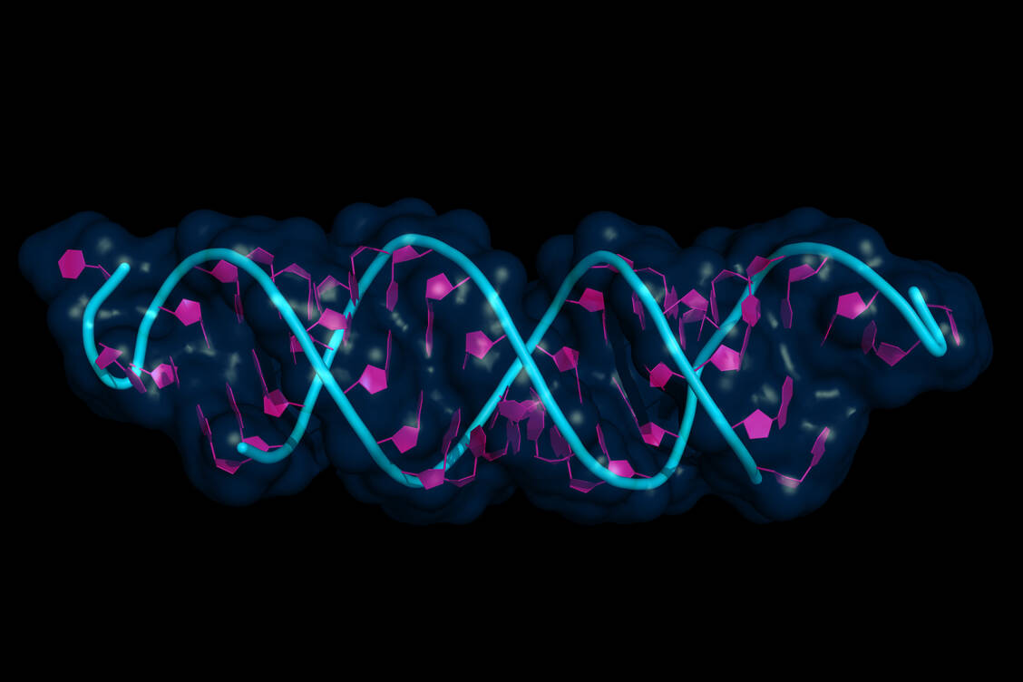 siRNA besteht jeweils aus 20 bis 25 Basenpaaren. / © Adobe Stock/petarg