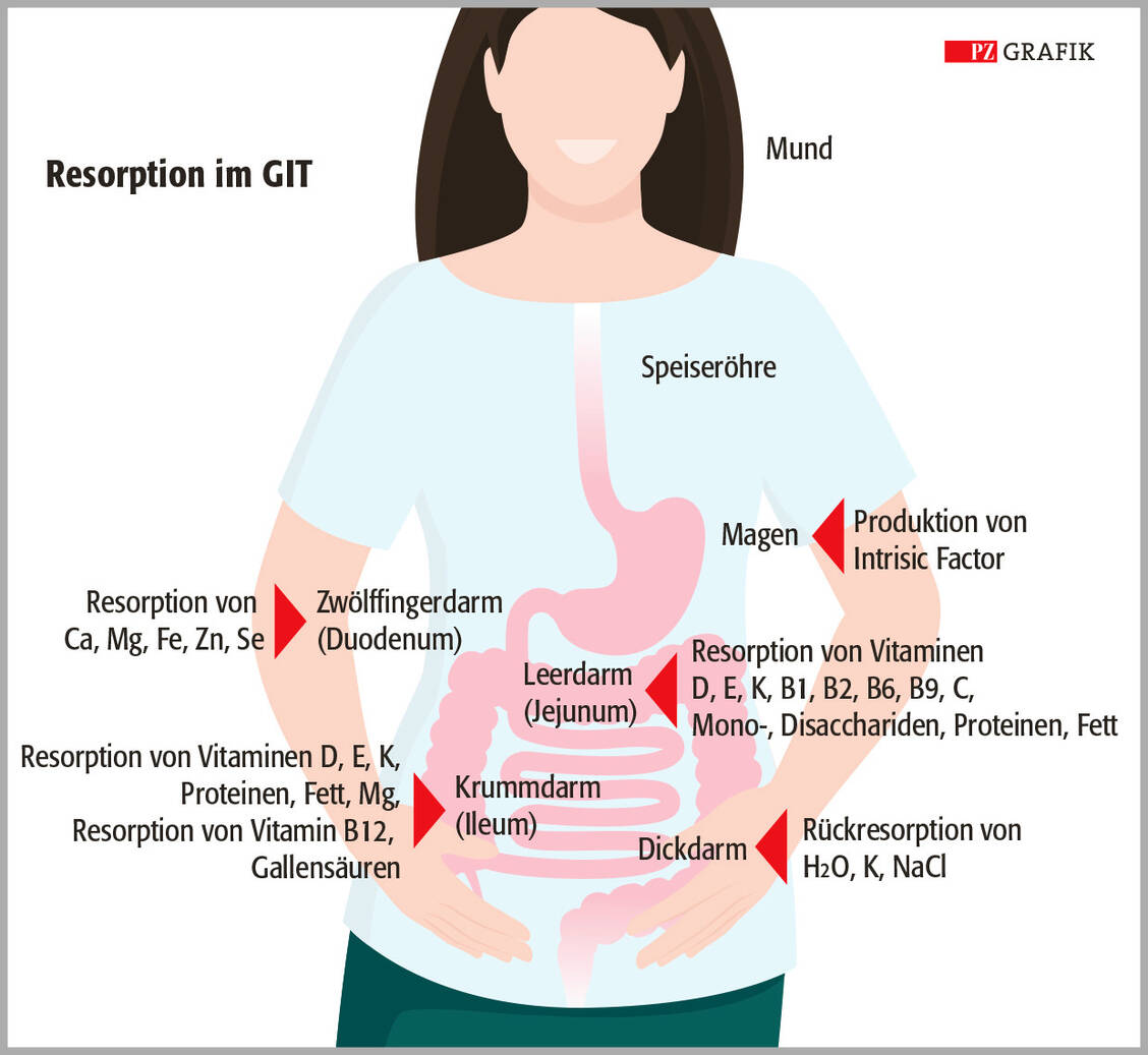 Welche Nährstoffe werden in welchem Abschnitt des Gastrointestinaltrakts (GIT) resorbiert? Die Grafik bietet einen Überblick. / Foto: Adobe Stock/elenabsl