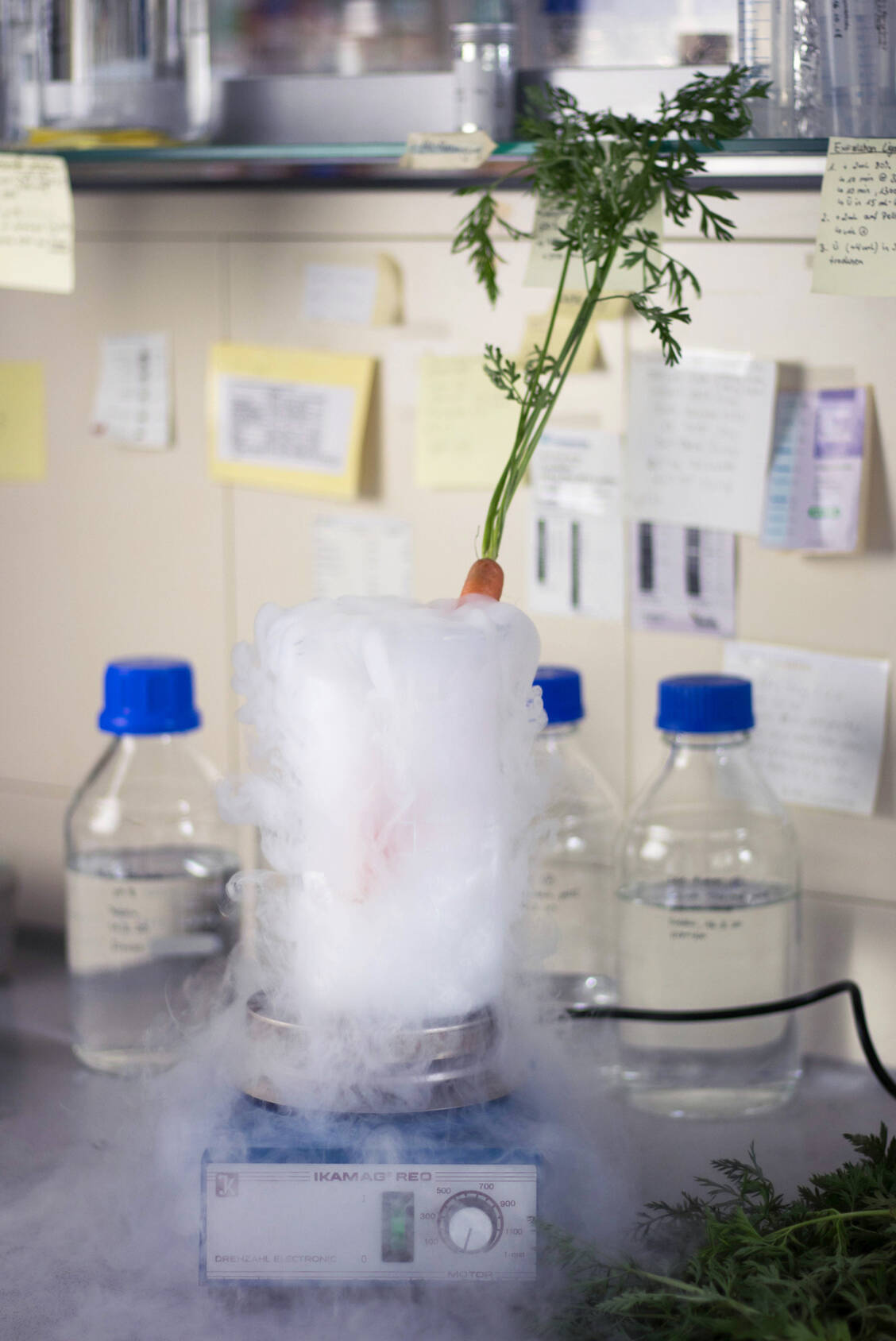 So sieht das Karotten-Experiment im Labor aus: Für die Herstellung des Karottenextrakts werden die Karotten im Labor schockgefroren und anschließend gefriergetrocknet, um die Flüssigkeit schonend zu entziehen. / Foto: Foto: Ralf Weiskopf