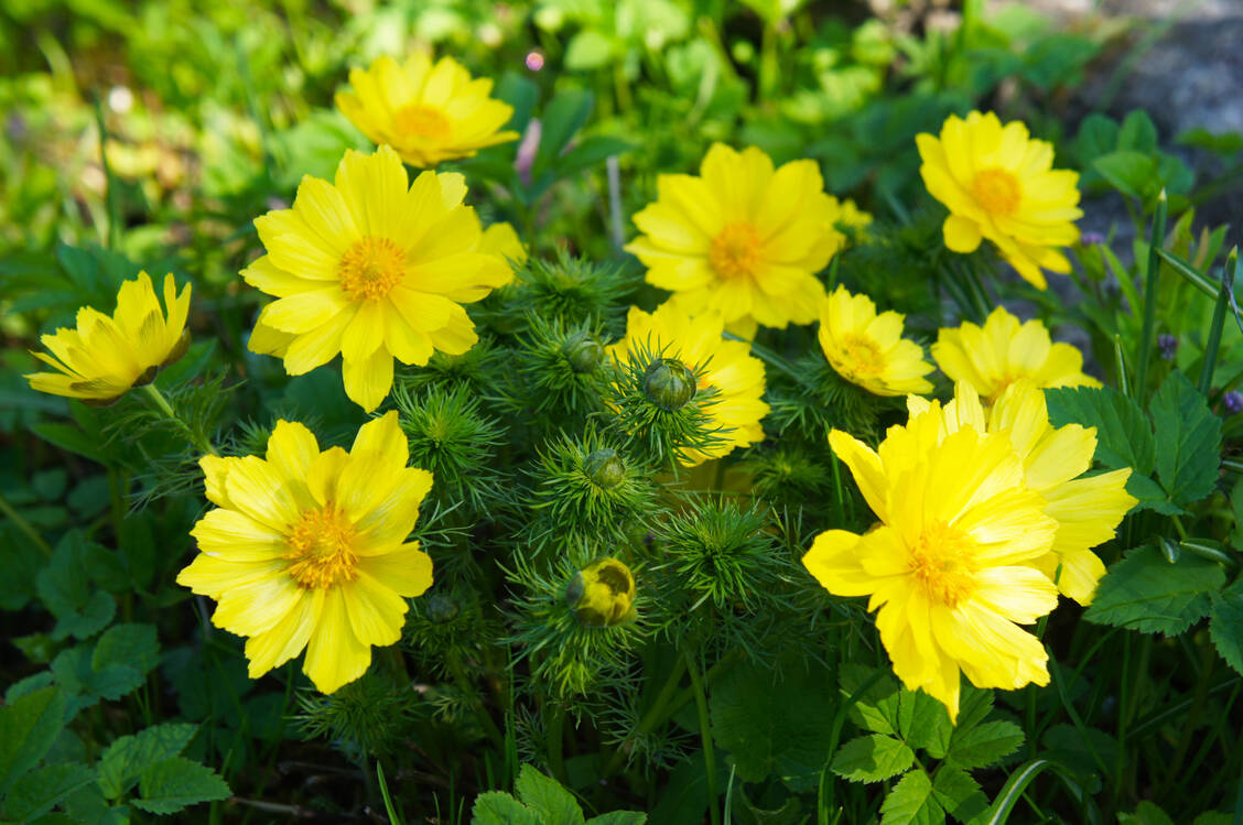 Das Frühlings-Adonisröschen enthält herzwirksame Glykoside wie Adonitoxin. / Foto: Adobe Stock/skymoon13