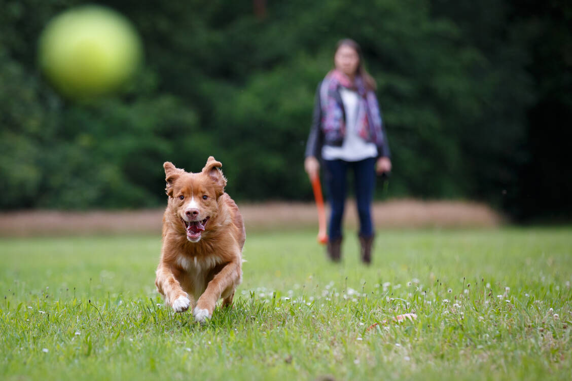 Bei herzkranken Hunden ist von ausgelassenem Herumtoben eher abzuraten. / Foto: Shutterstock/Rob van Esch
