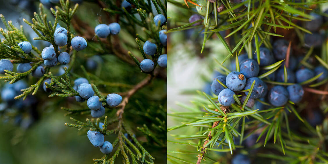 Leicht zu verwechseln: Links die giftigen Beeren (Zapfen) des Sadebaums, rechts Wacholderbeeren. / Foto: Adobe Stock/Vlad (li)/Adobe Stock/Oksix (re)