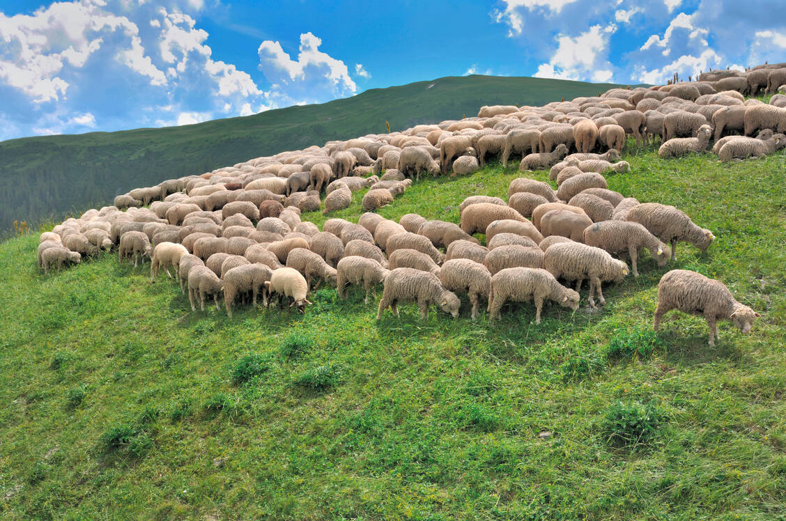 In einer Herde zu leben, hat für Tiere verschiedene Vorteile. Der Verbund bietet Schutz und ermöglicht soziale Strukturen. Auch bei der Herdenimmunität geht es um Schutz – derjenigen, die keine Impfung erhalten können oder deren Immunschutz schwach ist. / Foto: Adobe Stock/coco