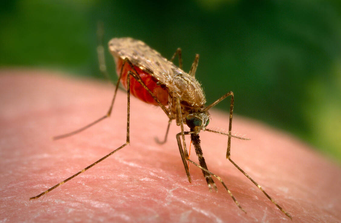Ungebetene Gäste: Anopheles-Mücken sind wohl mit Flugzeugen nach Deutschland gekommen und haben im Umfeld des Frankfurter Flughafens mehrere Menschen mit Malaria infiziert. / © CDC/James Gathany