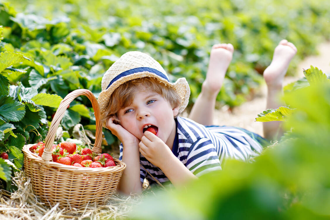 Nicht nur in Zitrusfrüchten enthalten: Auch  in anderen Obst- und Gemüsesorten beispielsweise in  Erdbeeren steckt jede Menge Vitamin C.  / Foto: Adobe Stock/Irina Schmidt