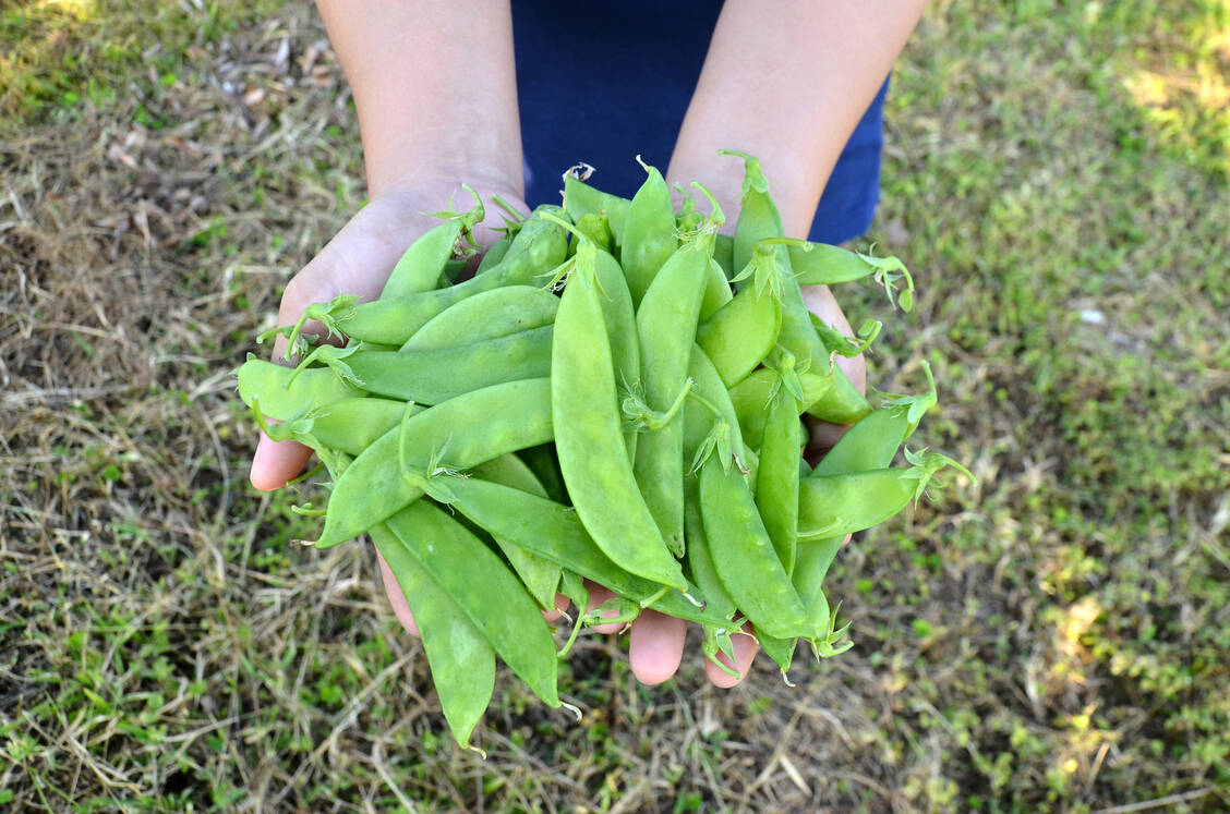 Zuckerschoten haben jetzt Saison. Sie werden im Gegensatz zu anderen Erbsensorten unreif geerntet, wenn die Hülse noch weich ist und die enthaltenen Erbsen noch sehr klein sind. / © Getty Images/anankkml