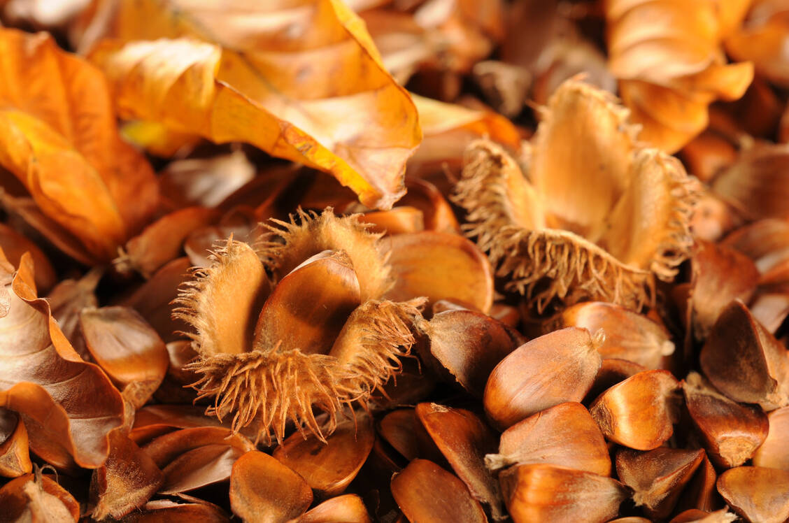 Bucheckern sind die nahrhaften Früchte der in Deutschland weit verbreiteten Rotbuche. / © Adobe Stock/Pauli N.