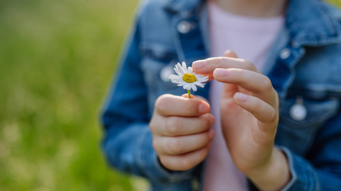 »Er liebt mich, er liebt mich nicht…«: Das Gänseblümchen wird gerne auch als Liebesorakel eingesetzt. / Foto: Getty Images/Halfpoint