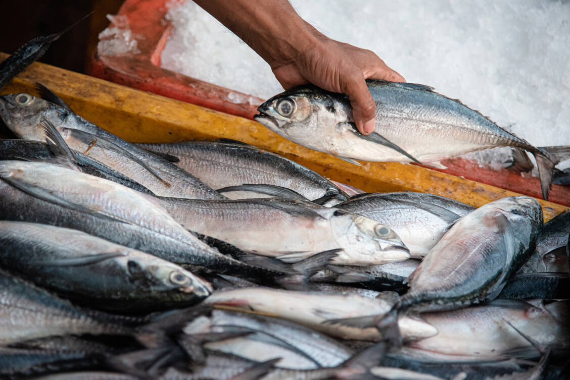 Fisch zu essen, ist gesund, aber meist nicht nachhaltig. Viele Arten gelten als überfischt, was die Ökosysteme der Meere gefährdet. / Foto: Getty Images/
Jean-Philippe Tournut