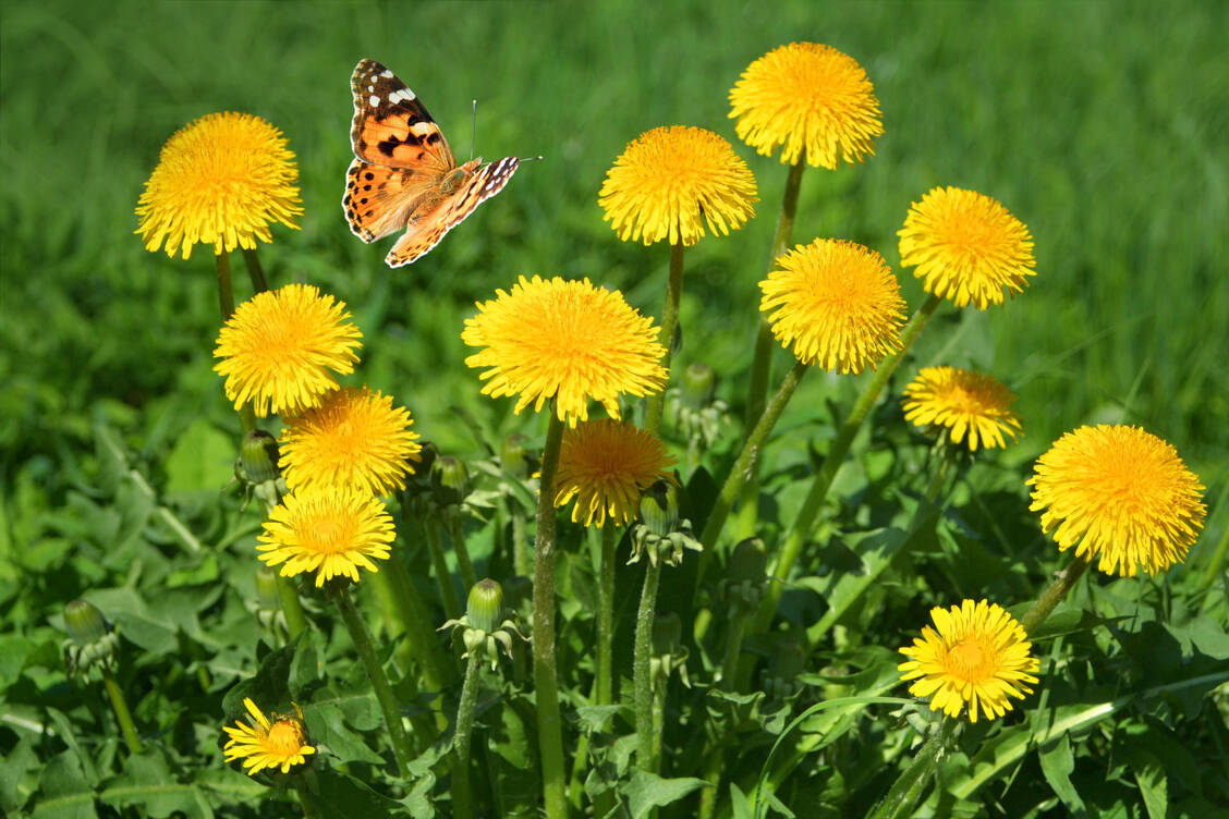Frühlingsbote Löwenzahn: Die leuchtend gelben Blüten bringen Farbe auf die Wiesen. / © Adobe Stock/farbkombinat