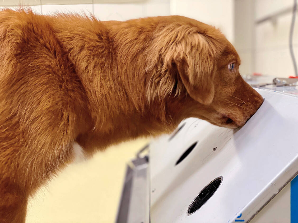 Otto hat es drauf – er erriecht, welcher Mensch Corona hat und welcher nicht. Dabei sind Hunde auch bei der Omikron-Variante überaus treffsicher. / Foto: @ Sebastian Meller