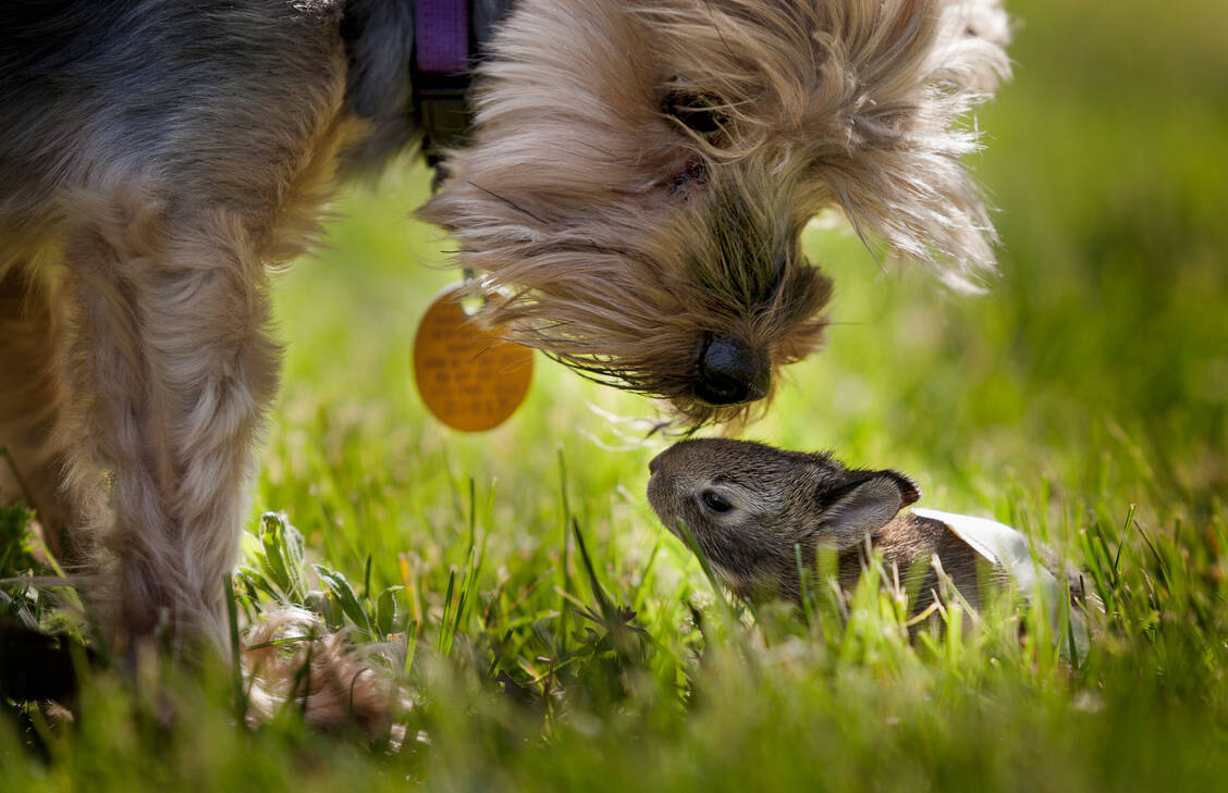 Nicht zu nahe kommen! Hunde können sich bei infizierten Wildtieren mit der Hasenpest anstecken. / © Getty Images/Joey Hayes / Design Pics