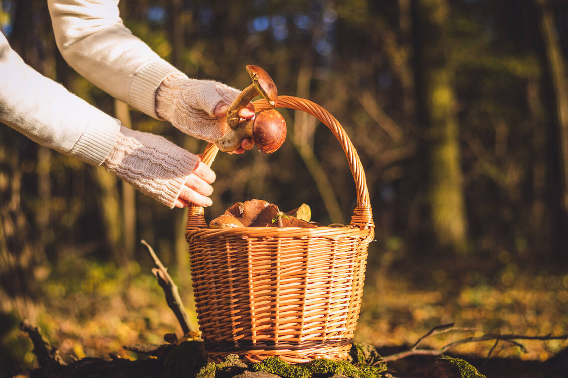 Wer auf eigene Faust Pilze im Wald sammelt, auf den lauert neben so manchem giftigen Doppelgänger noch eine weitere Gefahr – zumindest in bestimmten Regionen und bei bestimmten Pilzen. / Foto: Getty Images/Zbynek Pospisil
