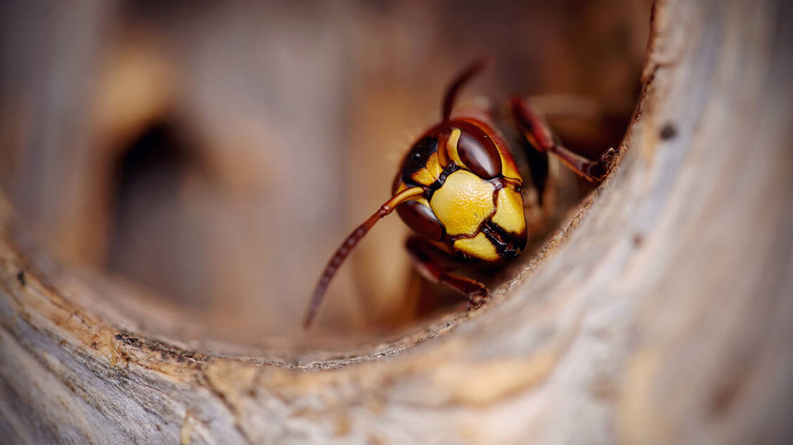 Wespen gibt es in angriffslustig oder eher friedliebend, doch ihr Piks schmerzt in jedem Fall. / Foto: Adobe Stock/Azaliya (Elya Vatel)