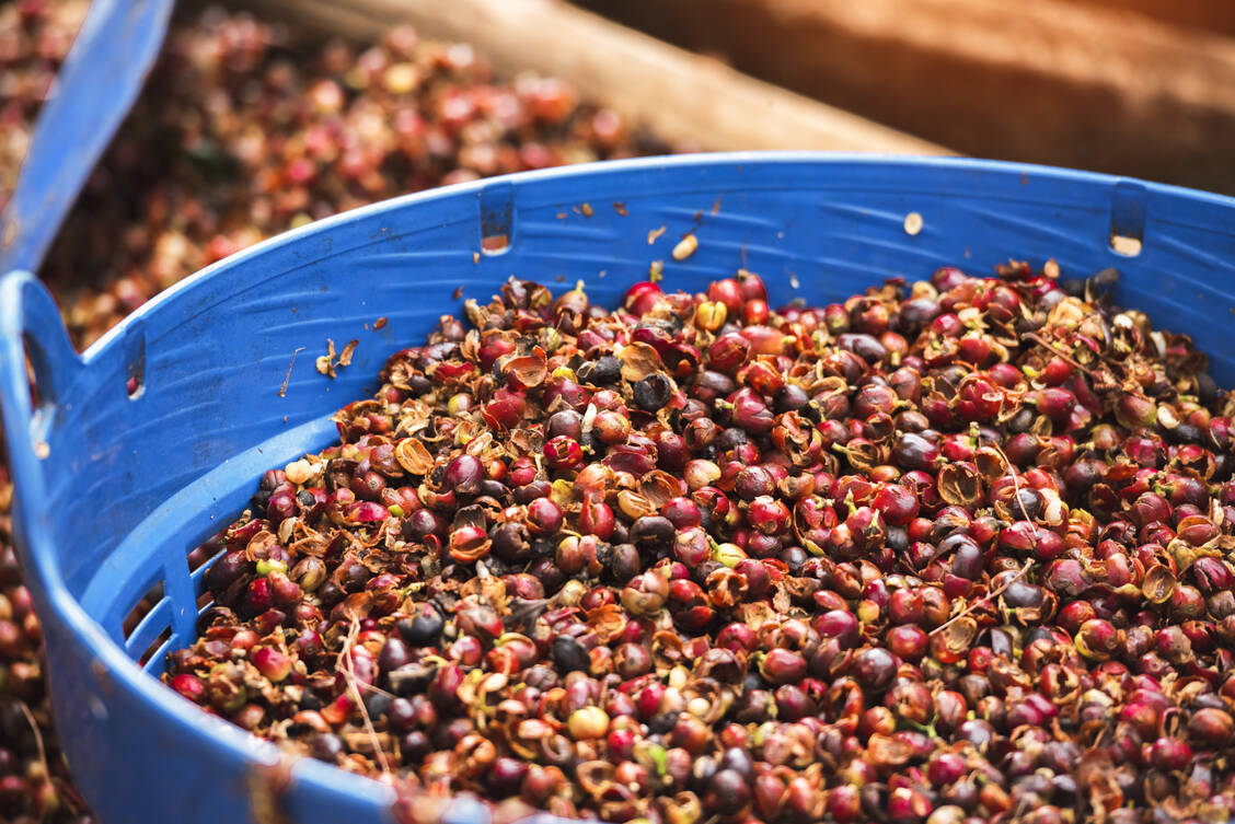 Das Fruchtfleisch, in der die Kaffeebohnen heranreifen, gilt jetzt auch hierzulande nicht mehr als Abfallprodukt, sondern darf als Lebensmittel verarbeitet werden. / Foto: Getty Images/Suvit Maka