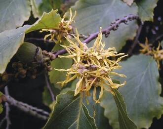 Die hellgelben Blütenstände der Zaubernuss sitzen sehr dekorativ in den Blattachseln. Medizinisch haben die Blüten keine Bedeutung.
<p class="fotonachweis">Foto: Thomas Schöpke</p>