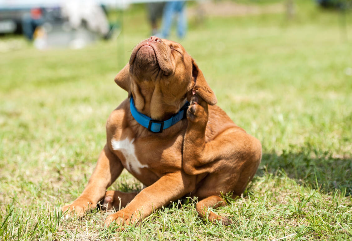 Der Zecke auf der Spur: Forscher wollen herausfinden, auf welchen Wegen die Braune Hundezecke nach Deutschland kommt und welche Krankheiten sie übertragen kann. / Foto: IStock/MRBIG_PHOTOGRAPHY