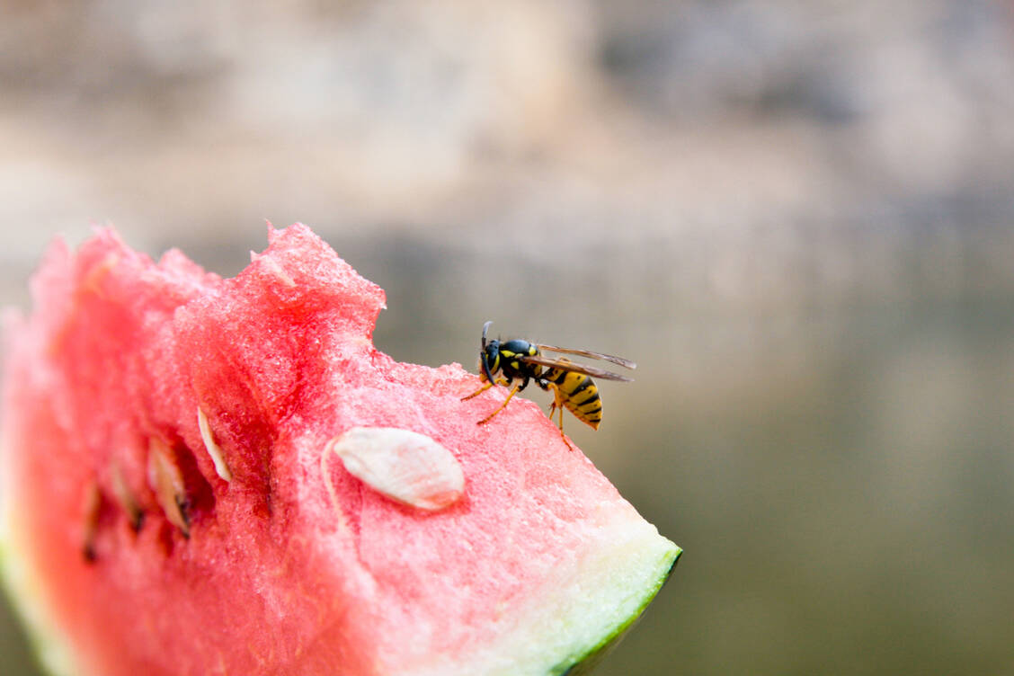 Bei Anzeichen einer Anaphylaxie, etwa nach einem Wespenstich, ist die schnelle Adrenalingabe wichtig.  / © Getty Images/koster62