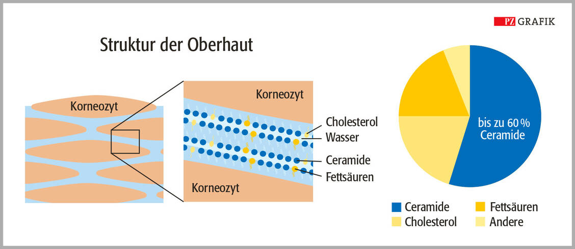 Mit einem Anteil von bis zu 60 Prozent stellen Ceramide den Hauptanteil der interzellulären Lipide in der Hornschicht dar. Zusammen mit anderen Lipiden wie Cholesterol und Fettsäuren bilden sie eine lamellare Schicht. Weil zwischen den lamellaren Strukturen der interzellulären Lipide  Wasser gehalten wird, sorgen Ceramide für eine gute Durchfeuchtung der Haut.  / © PZ-Grafik/Jens Ripperger