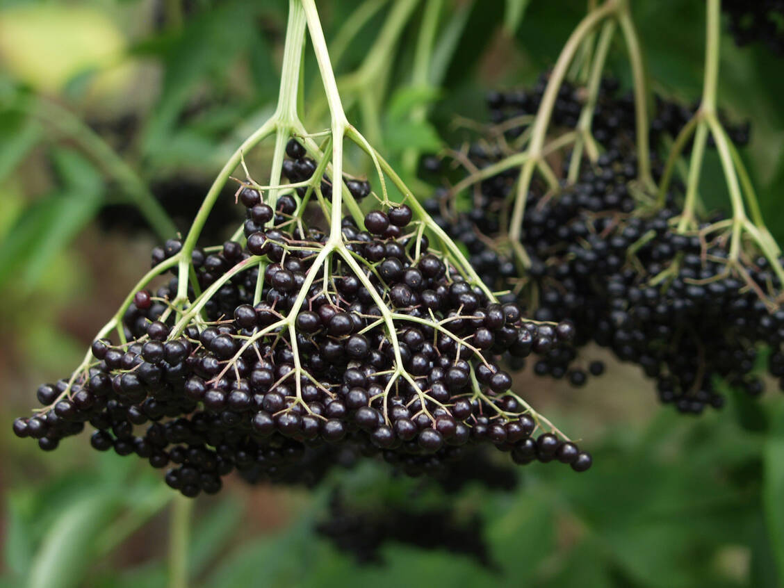 Holunderbeeren strotzen regelrecht vor gesunden Inhaltsstoffen – sollten jedoch nicht roh verzehrt werden. / Foto: Getty Images/2ndLookGraphics