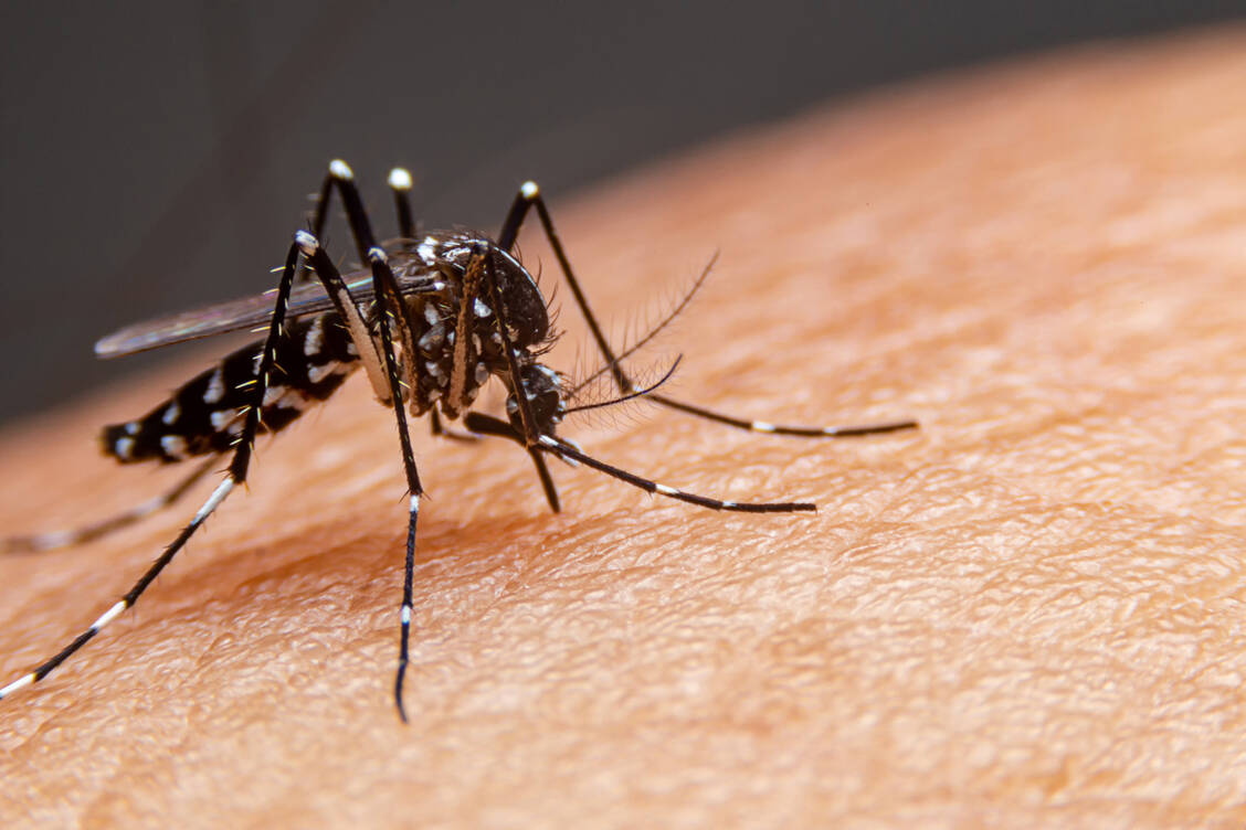 Stechmücken der Gattung Anopheles übertragen die potenziell lebensbedrohliche Erkrankung Malaria. / © Adobe Stock/witsawat