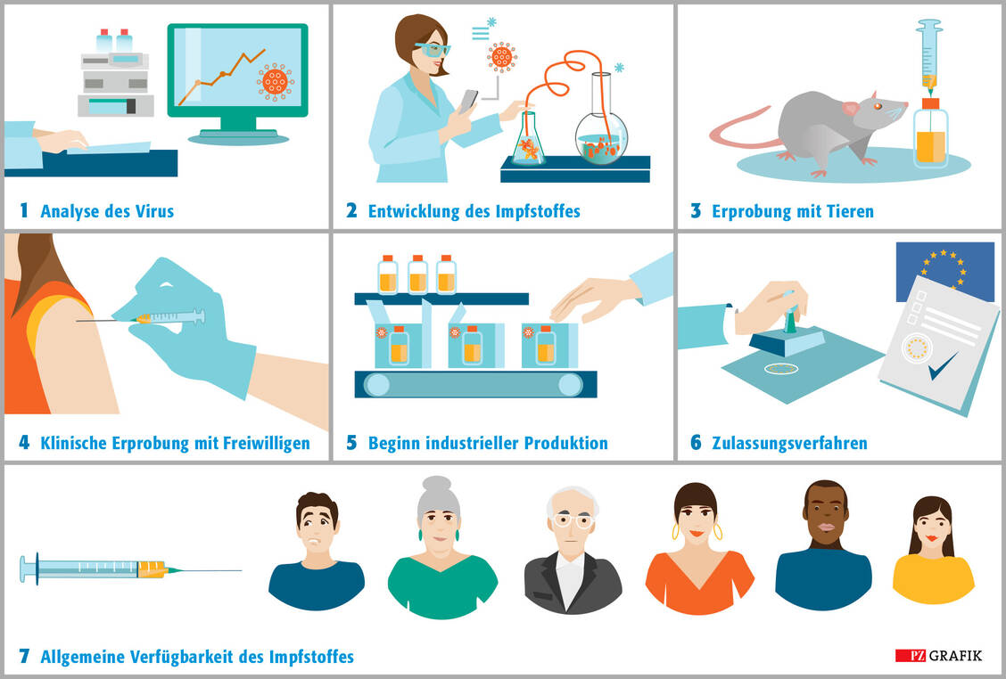 Die Grafik verdeutlicht den langen Prozess der Impfstoffentwicklung. Weil fast alle Grippe-Impfstoffe derzeit auf Hühnerei-Basis hergestellt werden, beginnt die industrielle Produktion schon vor dem eigentlichen Zulassungsverfahren. Neu entwickelte Technologien in Zusammenhang mit Covid-19-Vakzinen könnten der Impfstoffproduktion einen Schub verleihen. / Foto: Grafik: PZ