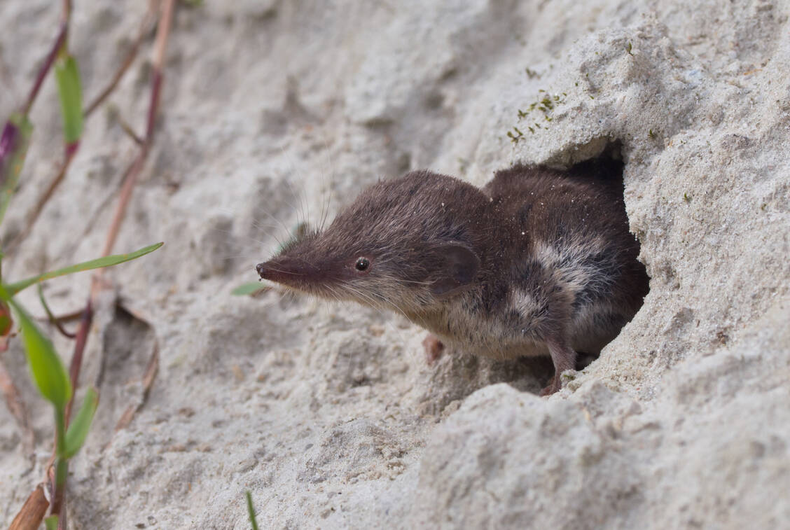 Das wahrscheinlich einzige bekannte Reservoir des Erregers ist die Feldspitzmaus (Crocidura leucodon), bei der die Infektion keine schweren Symptome verursacht. / © Getty Images/CreativeNature_nl