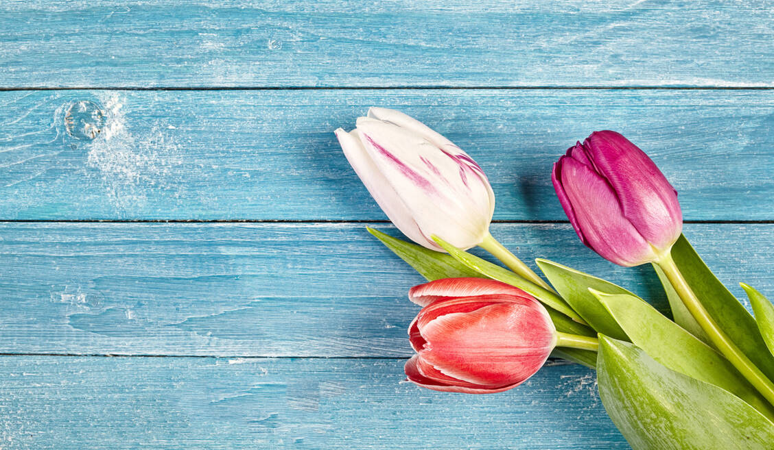 Wunderschön und farbenfroh kommen Tulpen daher; giftig sind die dennoch. / © Adobe Stock/exclusive-design