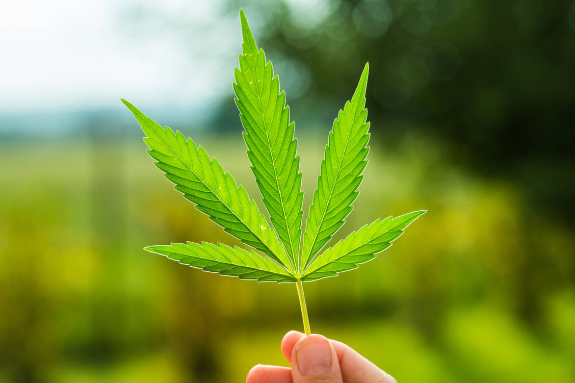 Das Oromukosalspray enthält einen Dickextrakt aus Cannabis sativa (Cannabaceae). / Foto: Shutterstock/Jan Faukner