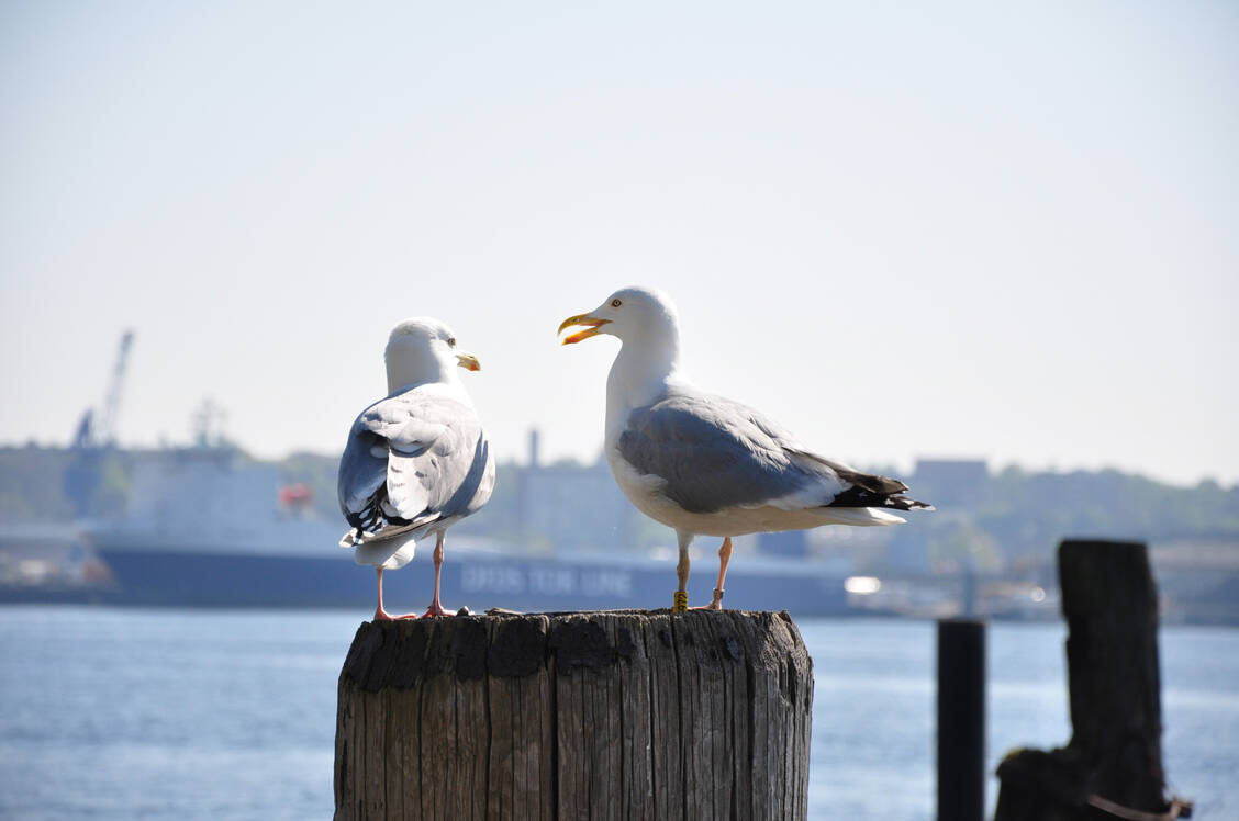 Das Vogelgrippe-Virus H5N1 stammt zwar aus Wildvogelpopulationen, wurde aber auch schon bei Kühen entdeckt. / Foto: Adobe Stock/Marco2811