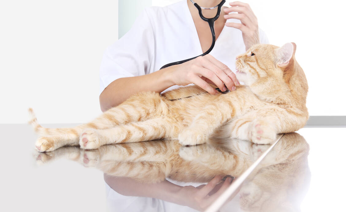 Katzen zeigen häufig erst im Endstadium einer Herz­erkrankung spezifische Anzeichen. / Foto: Shutterstock/visivastudio