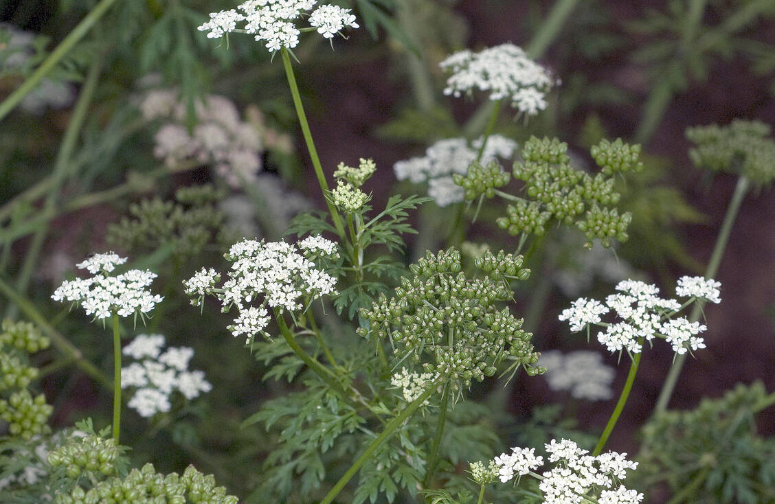 Im Gegensatz zu echter, kultivierter Petersilie riecht die Hundspetersilie unangenehm und hat weiße statt gelblich-grüne Blüten. Auch sind die Unterseiten der Blätter stark glänzend. / Foto: Getty Images/emer1940
