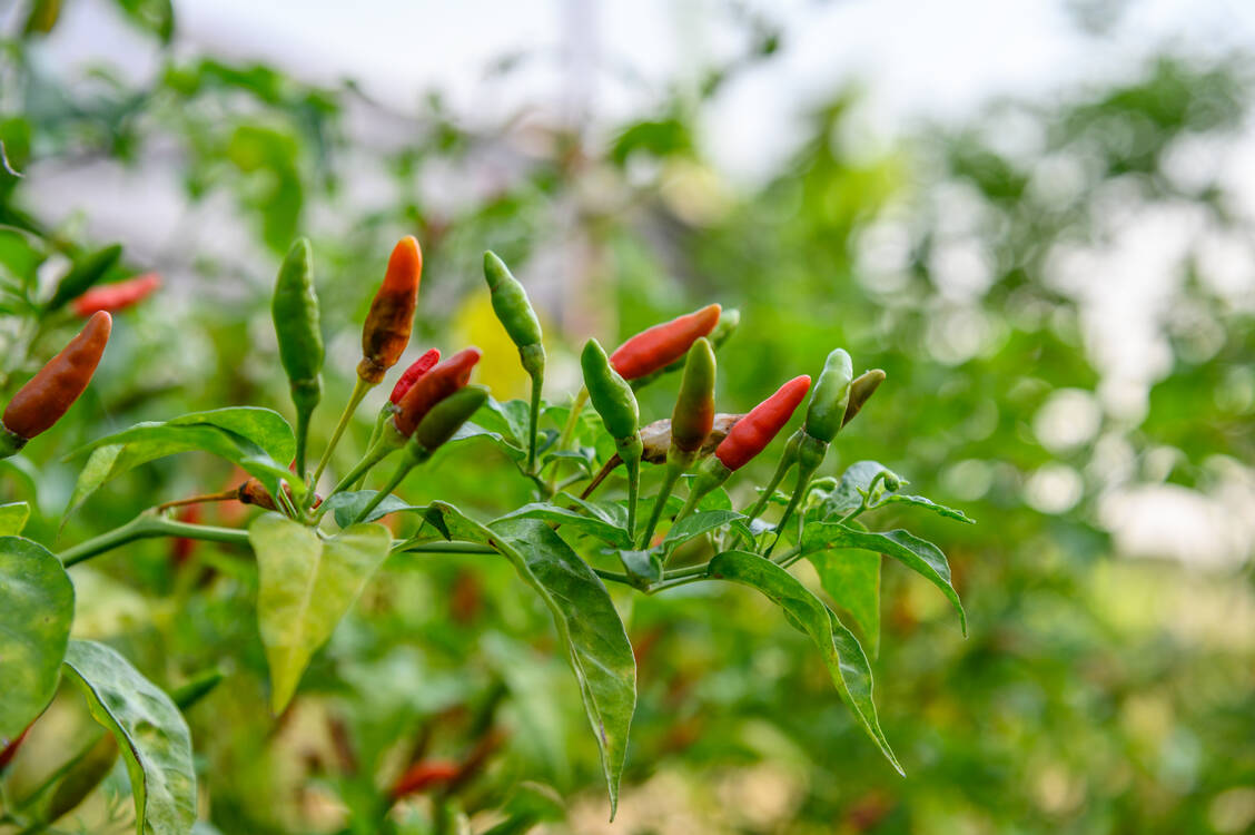 Wirksam bei Muskelschmerzen oder starkem Juckreiz: die Arzneipflanze Cayennepfeffer (Capsicum frutescens).  / Foto: Getty Images/Mumemories